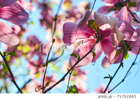 Low angle shot of beautiful magnolia flowers and branches on blue spring sky background. 75702865