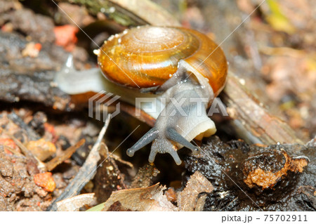 Close up snail on the old wood Close up snail on the old wood 75702911