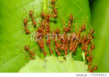 Group red ant catch leaf for build nature nest Group red ant catch leaf for build nature nest 75702913