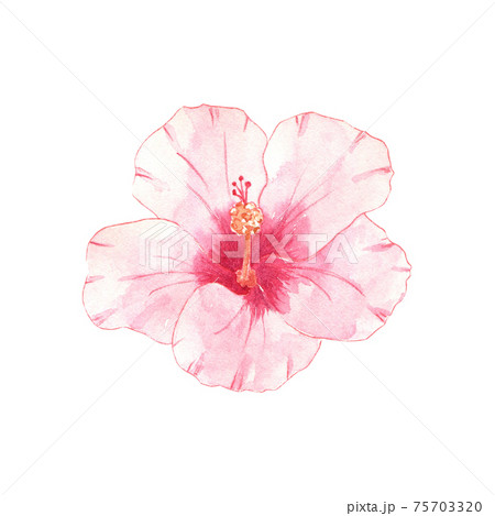 Watercolor hibicus flower Watercolor hibicus flower 75703320