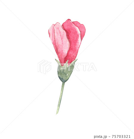 Watercolor hibicus flower 75703321