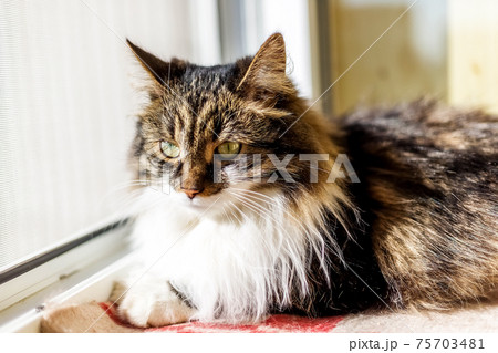 A fluffy gray and white cat lies on a checkered blanket on the windowsill 75703481