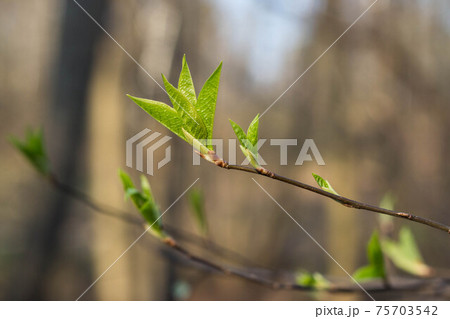 The first spring gentle leaves, buds and branches macro blurred background The first spring gentle leaves, buds and branches macro blurred background 75703542