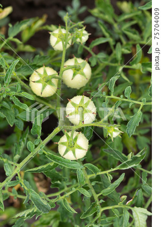 Unripe organic cherry tomatoes ripening in vegetable garden 75704009