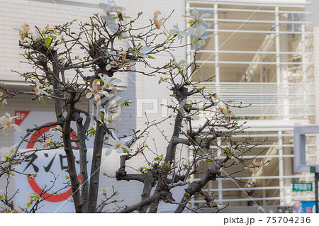 枯れかけの街路樹 白木蓮の花の写真素材