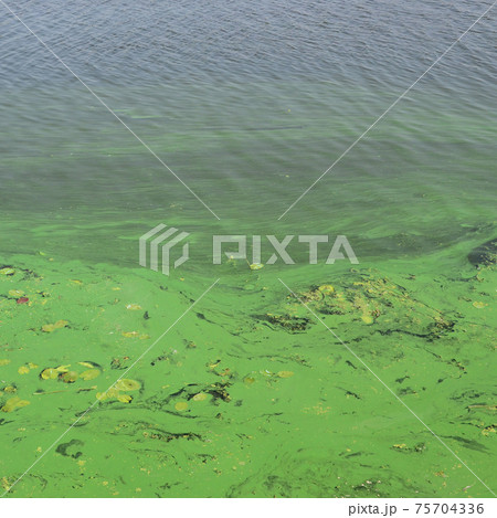 The surface of an old swamp covered with duckweed and lily leaves The surface of an old swamp covered with duckweed and lily leaves 75704336