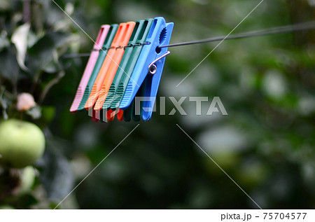 Clothespins on a rope hanging outside house and apple tree 75704577