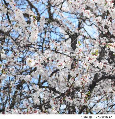 Pink Apple Tree Blossoms with white flowers on blue sky background 75704632