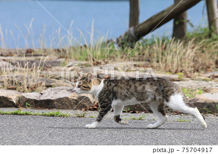 奥琵琶湖の湖岸のアスファルトの舗装道を歩くサバ白の野良ネコ 75704917