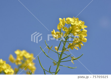 菜の花に似た花 カブの花の写真素材