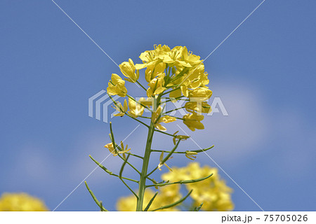 菜の花に似た花 カブの花の写真素材