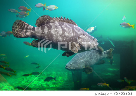 Giant grouper or brown spotted grouper fish. 75705353