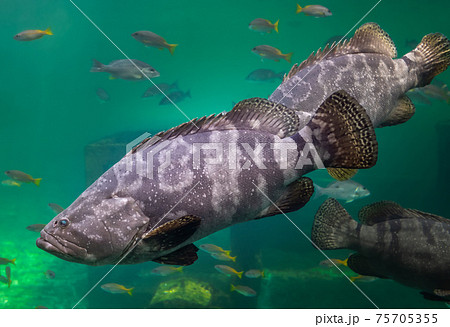 Giant grouper or brown spotted grouper fish. 75705355