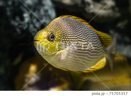 Live Java rabbitfish swimming. 75705357