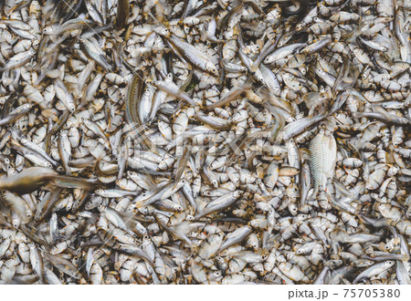 A lot of small river fishes 75705380
