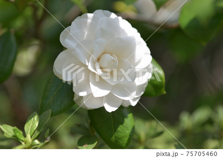 るりちょう 椿の花 るりちょう 椿の花 75705460