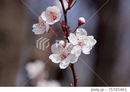 ベニバスモモ ベニバスモモ 75705461