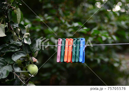 Clothespins on a rope hanging outside house and apple tree Clothespins on a rope hanging outside house and apple tree 75705576