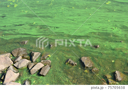 The surface of an old swamp covered with duckweed and lily leaves The surface of an old swamp covered with duckweed and lily leaves 75705638