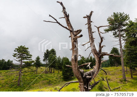 Mount Etna volcanic landscape and its typical vegetation, Sicily Mount Etna volcanic landscape and its typical vegetation, Sicily 75705719