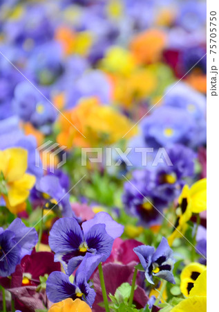Multicolor pansy flowers or pansies close up as background or card Multicolor pansy flowers or pansies close up as background or card 75705750
