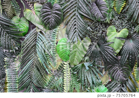 Tropical green leaves background, fern, palm and Monstera Deliciosa leaf on wall Tropical green leaves background, fern, palm and Monstera Deliciosa leaf on wall 75705764