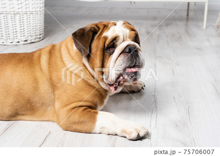 An English Bulldog is lying with its mouth open on a white background. The English Bulldog is a purebred dog with a pedigree. The breed of dog belongs to the moloss group. 75706007