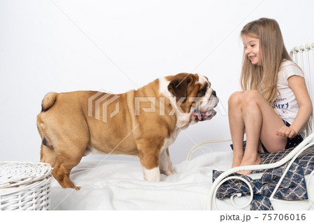 The dog jumped on the girl's bed and wants to play. The English Bulldog is a purebred dog with a pedigree. 75706016