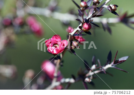 ギョリュウバイ 75706212