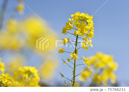 カブの花 カブの花 75706231