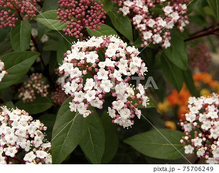 ビバーナム　ティナスの花 75706249