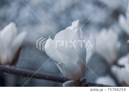 満開のモクレン 75706259
