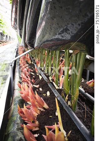 ミョウガのハウス ミョウガのハウス 75706571