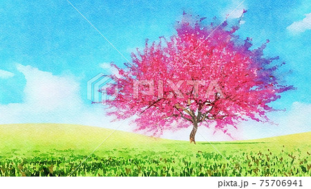Pink sakura in full blossom Watercolor landscape 75706941