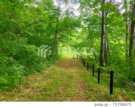 緑の森の中の散歩 緑の森の中の散歩 75706975