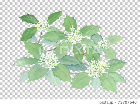 冬青橄欖水彩插圖 冬青橄欖水彩插圖 75707640