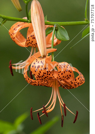 大輪の花を咲かせて珠芽 むかご を付ける花 オニユリの写真素材