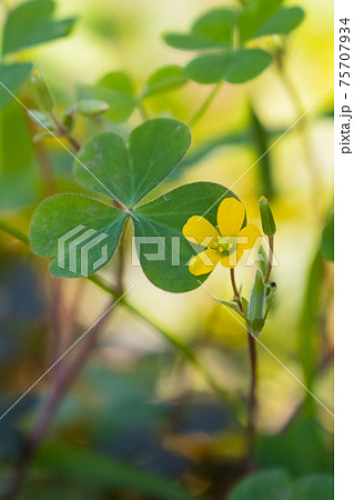 幸運の四つ葉のクローバーと間違われることもあるカタバミ 75707934
