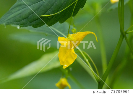 帆掛け船を吊り下げように見える黄色い花　キツリフネ 75707964