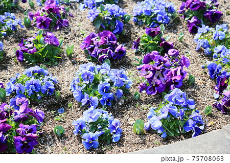 パンジーの花 パンジーの花 75708063