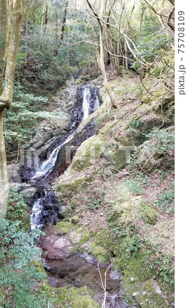 静岡県・東伊豆町白田の白田川支流「フクロダの滝」タテ 75708109