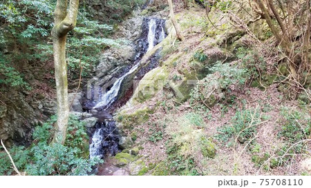 静岡県・東伊豆町白田の白田川支流「フクロダの滝」タテ 75708110