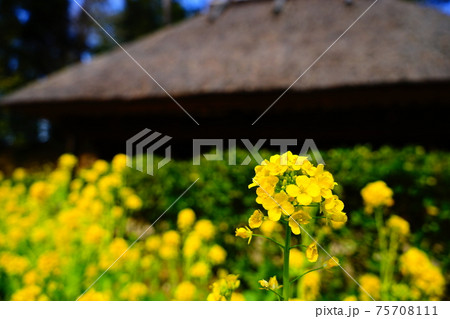 菜の花とかやぶき屋根 75708111