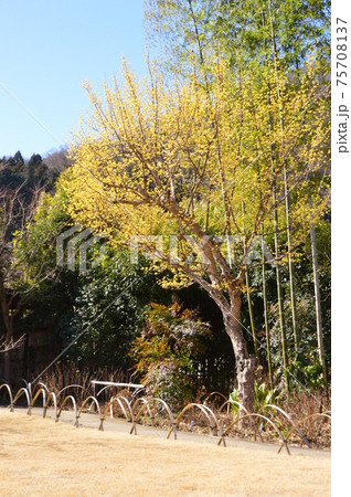 高尾駒木野庭園の春　八王子市 75708137