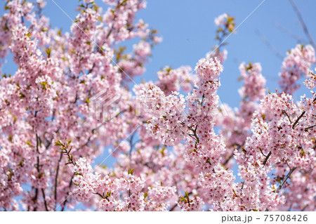 京都市左京区の京都府立植物園の桜風景、満開、四季、季節、イメージ【3月】 75708426