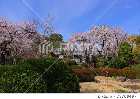 埼玉県川越市 天台宗別格本山中院 しだれ桜の写真素材 [75708497] - PIXTA