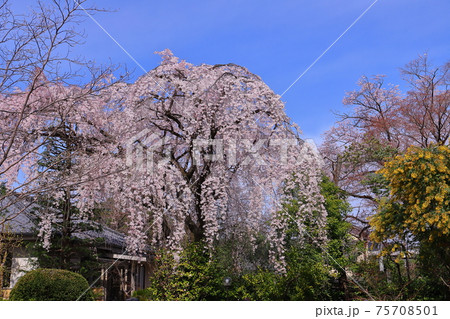 埼玉県川越市 天台宗別格本山中院 しだれ桜とミモザの写真素材