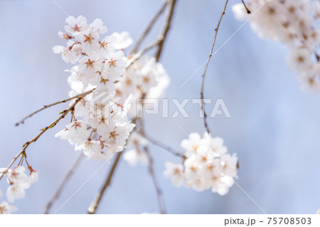 京都市左京区の京都府立植物園の桜風景、満開、四季、季節、イメージ【3月】 75708503