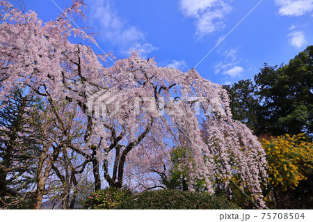埼玉県川越市　天台宗別格本山中院　しだれ桜 75708504