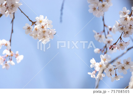 京都市左京区の京都府立植物園の桜風景、満開、四季、季節、イメージ【3月】 75708505
